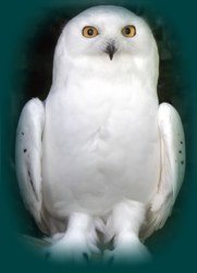 Owl In A Dream: PS Dream Interpretation
