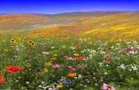 The Field Of Flowers The Field Of Flowers