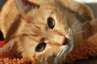 Animal Communication: How To Communicate With Animals In Sanctuary Animal Communication: How To Communicate With Animals In Sanctuary