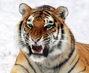Find Your Magical Power Animal Find Your Magical Power Animal