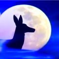 Moon Deer Moon Deer