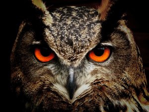 What's Your Spirit Animal? What's Your Spirit Animal?