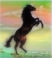 Spirit Horse Spirit Horse