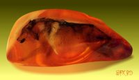 Wolf In Amber Wolf In Amber