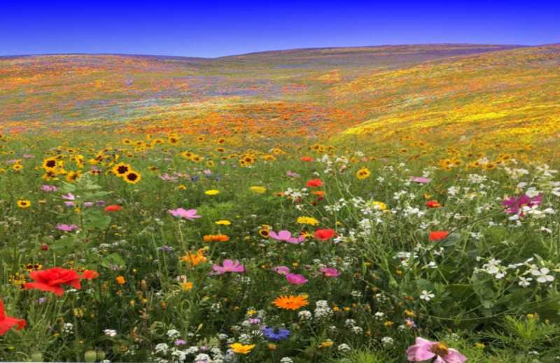 The Field Of Flowers