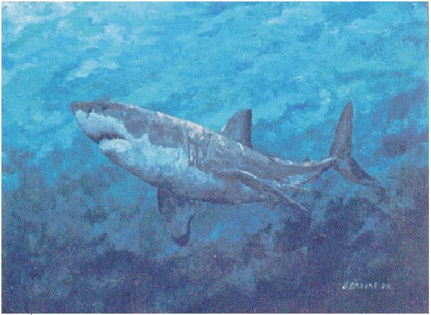 Great White Shark by Steve Brooke