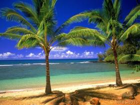 tropical palm island image
