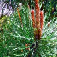 Aromatherapy Essential Oil Pine